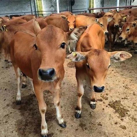 貴州貨運黃牛貴州貨運黃牛電話